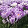 Krókusz - Crocus vernus ‘King of Striped’ Cs9