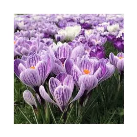 Krókusz - Crocus vernus ‘King of Striped’ Cs9