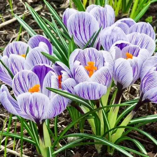 Krókusz - Crocus vernus ‘King of Striped’ Cs9