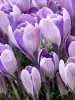 Krókusz - Crocus vernus ‘King of Striped’ Cs9