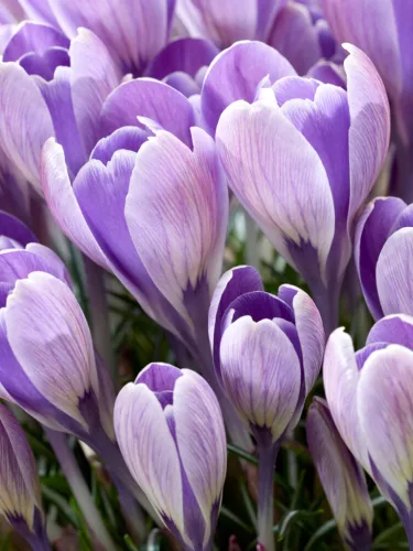 Krókusz - Crocus vernus ‘King of Striped’ Cs9