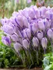 Krókusz - Crocus vernus ‘King of Striped’ Cs9