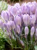 Krókusz - Crocus vernus ‘King of Striped’ Cs9
