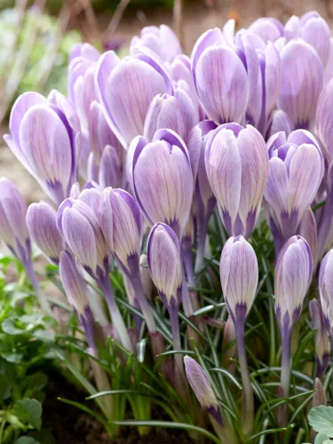 Krókusz - Crocus vernus ‘King of Striped’ Cs9