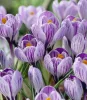 Krókusz - Crocus vernus ‘King of Striped’ Cs9