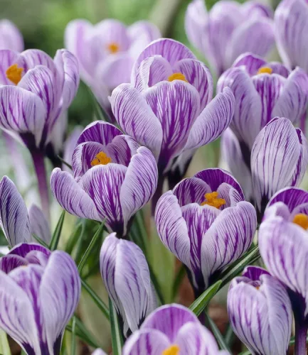 Krókusz - Crocus vernus ‘King of Striped’ Cs9