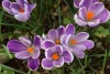 Krókusz - Crocus vernus ‘King of Striped’ Cs9