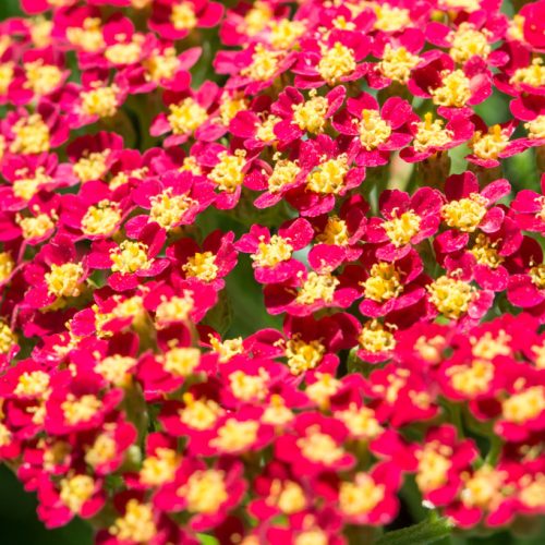 Cickafark - Achillea Millefolium "Milly Rock Red"