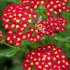 Cickafark - Achillea Millefolium "Milly Rock Red"