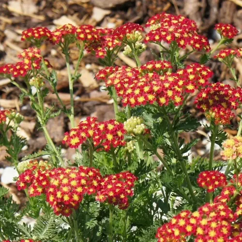 Cickafark - Achillea Millefolium "Milly Rock Red"