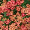 Cickafark - Achillea Millefolium "Milly Rock Red"