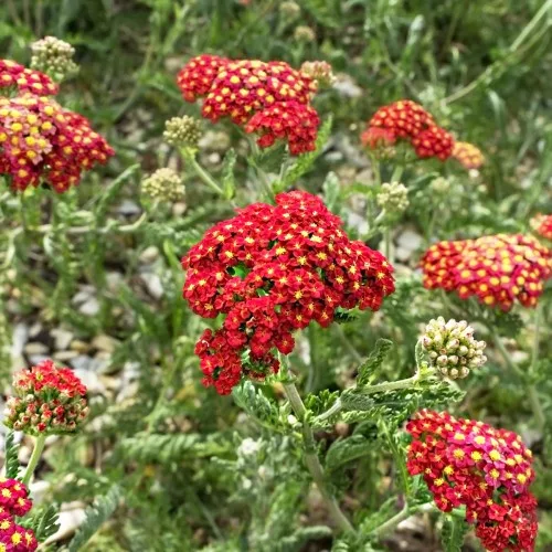 Cickafark - Achillea Millefolium "Milly Rock Red"