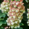 Tölgylevelű hortenzia - Hydrangea quercifolia "Snowflake" - Cs12