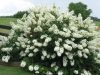 Tölgylevelű hortenzia - Hydrangea quercifolia "Snowflake" - Cs12