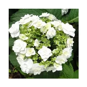   Kerti hortenzia - Hydrangea macrophylla Double Dutch "Wedding Gown"