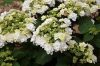 Kerti hortenzia - Hydrangea macrophylla Double Dutch "Wedding Gown"