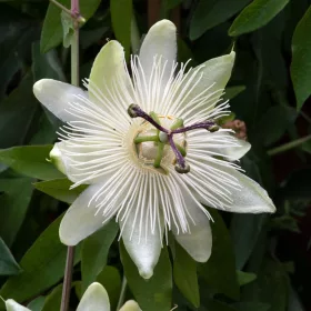 Golgotavirág - Passiflora caerulea White Lightning