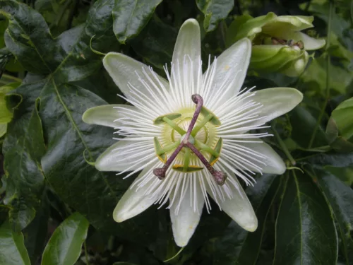 Golgotavirág - Passiflora caerulea White Lightning