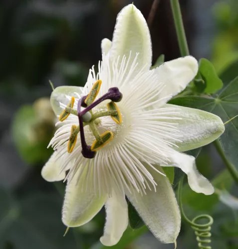 Golgotavirág - Passiflora caerulea White Lightning