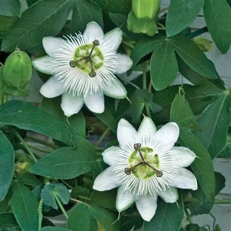 Golgotavirág - Passiflora caerulea White Lightning