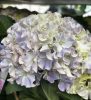 Kerti hortenzia - Hydrangea macrophylla Surfing Safari "Seaside Blue"