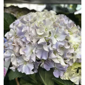   Kerti hortenzia - Hydrangea macrophylla Surfing Safari "Seaside Blue"