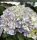 Kerti hortenzia - Hydrangea macrophylla Surfing Safari "Seaside Blue"