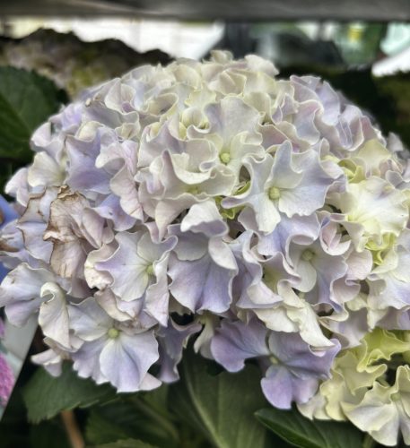 Kerti hortenzia - Hydrangea macrophylla Surfing Safari "Seaside Blue"