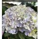 Kerti hortenzia - Hydrangea macrophylla Surfing Safari "Seaside Blue"
