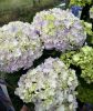 Kerti hortenzia - Hydrangea macrophylla Surfing Safari "Seaside Blue"
