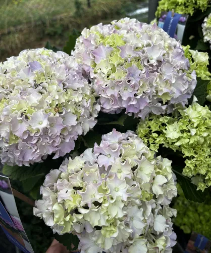 Kerti hortenzia - Hydrangea macrophylla Surfing Safari "Seaside Blue"