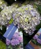 Kerti hortenzia - Hydrangea macrophylla Surfing Safari "Seaside Blue"