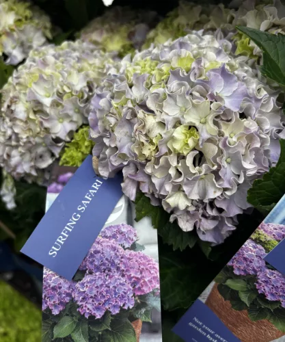 Kerti hortenzia - Hydrangea macrophylla Surfing Safari "Seaside Blue"