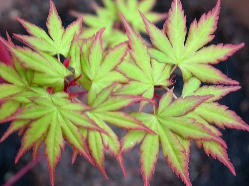 Japán juhar - Acer palmatum "Sango Kaku" - P15