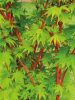 Japán juhar - Acer palmatum "Sango Kaku" - P15