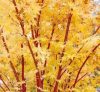 Japán juhar - Acer palmatum "Sango Kaku" - P15