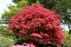 Japán juhar - Acer palmatum "Firecracker" K5