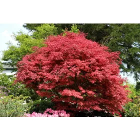 Japán juhar - Acer palmatum "Firecracker" K5