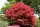 Japán juhar - Acer palmatum "Firecracker" K5
