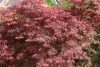 Japán juhar - Acer palmatum "Firecracker" K5