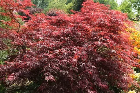 Japán juhar - Acer palmatum "Firecracker" K5