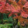 Japán juhar - Acer palmatum "Firecracker" K5