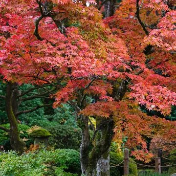 Japán juhar - Acer palmatum "Firecracker" K5