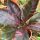Pink variegata banán - Musa Nono cs17