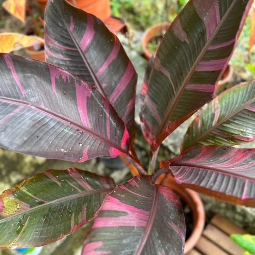Pink variegata banán - Musa Nono cs17