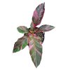 Pink variegata banán - Musa Nono cs17