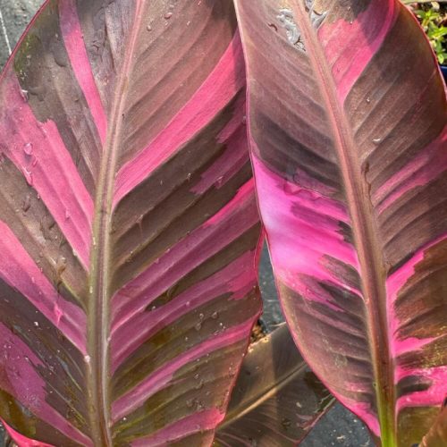 Pink variegata banán - Musa Nono cs17