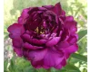 Bíborlila virágú bazsarózsa - Paeonia lactiflora "Purple"