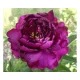 Bíborlila virágú bazsarózsa - Paeonia lactiflora "Purple"
