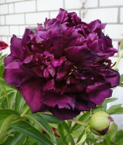 Bíborlila virágú bazsarózsa - Paeonia lactiflora "Purple"